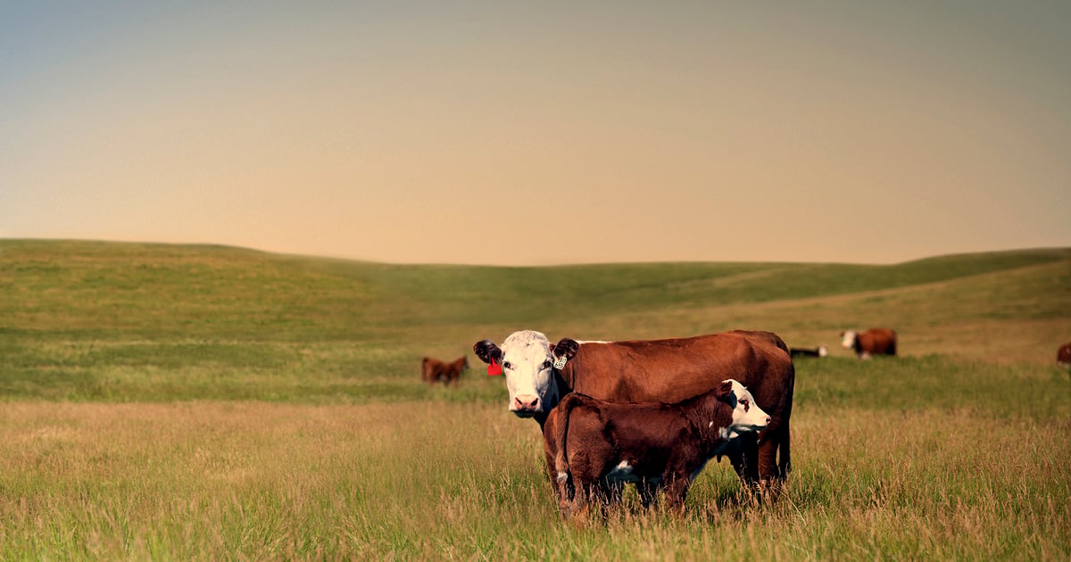 Managing High Risk, High Reward Cattle