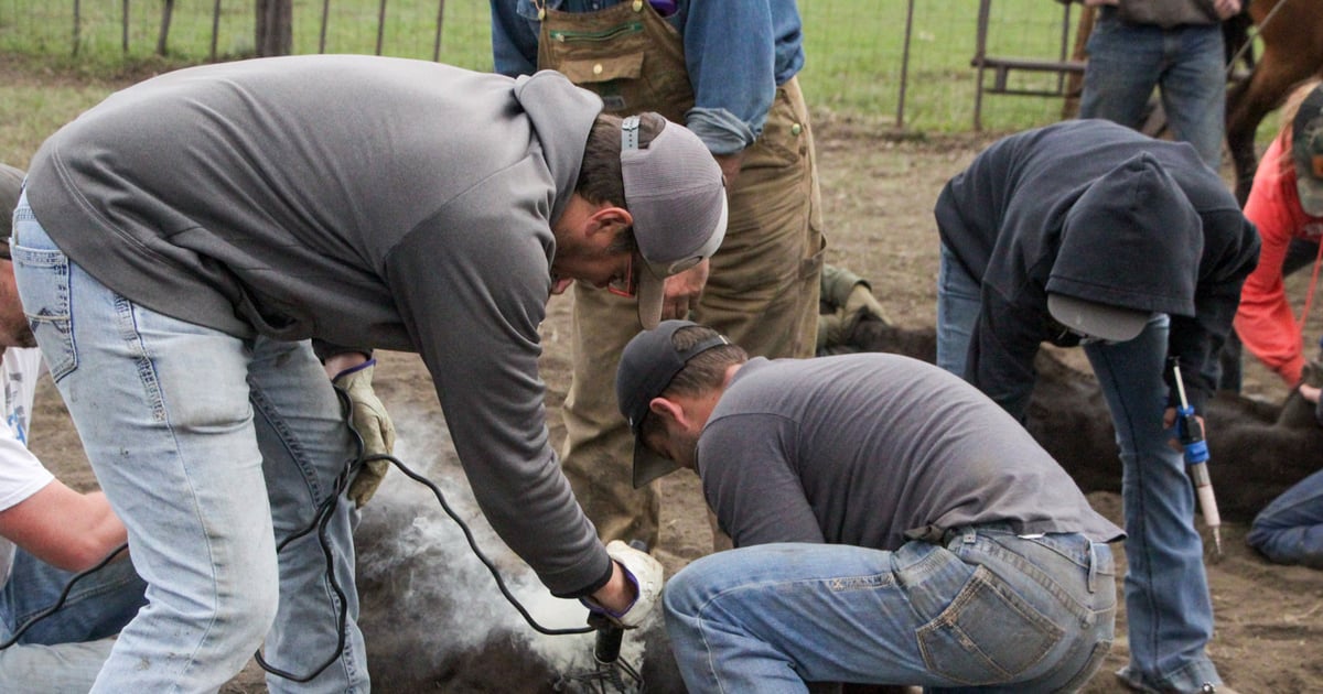 Branding: A ranching tradition | Beef Magazine