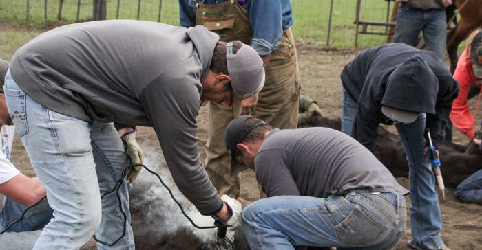 Calf being branded Calf being branded