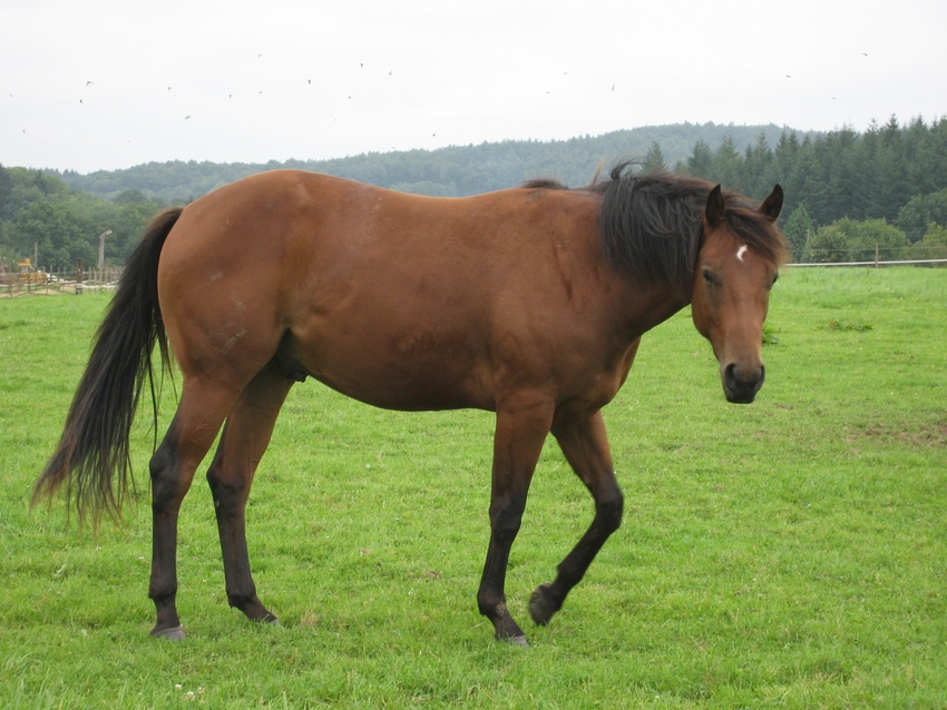 5 reasons U.S. equine market will finish strong in 2017 5 reasons U.S. equine market will finish strong in 2017