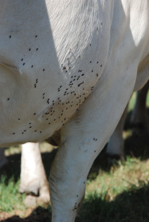 Can we select cattle for fly resistance? Research says yes!