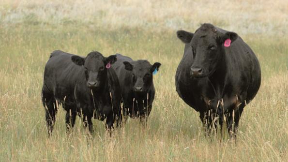 2015 is the year to focus on all calf marketing options