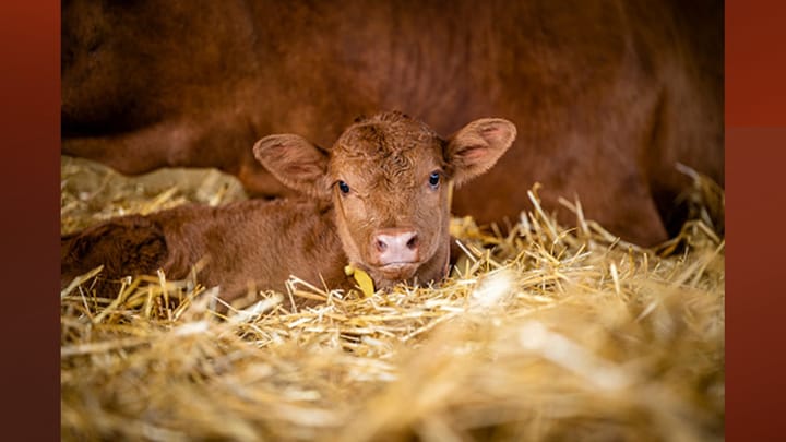 Recognize dystocia warning signs in cattle