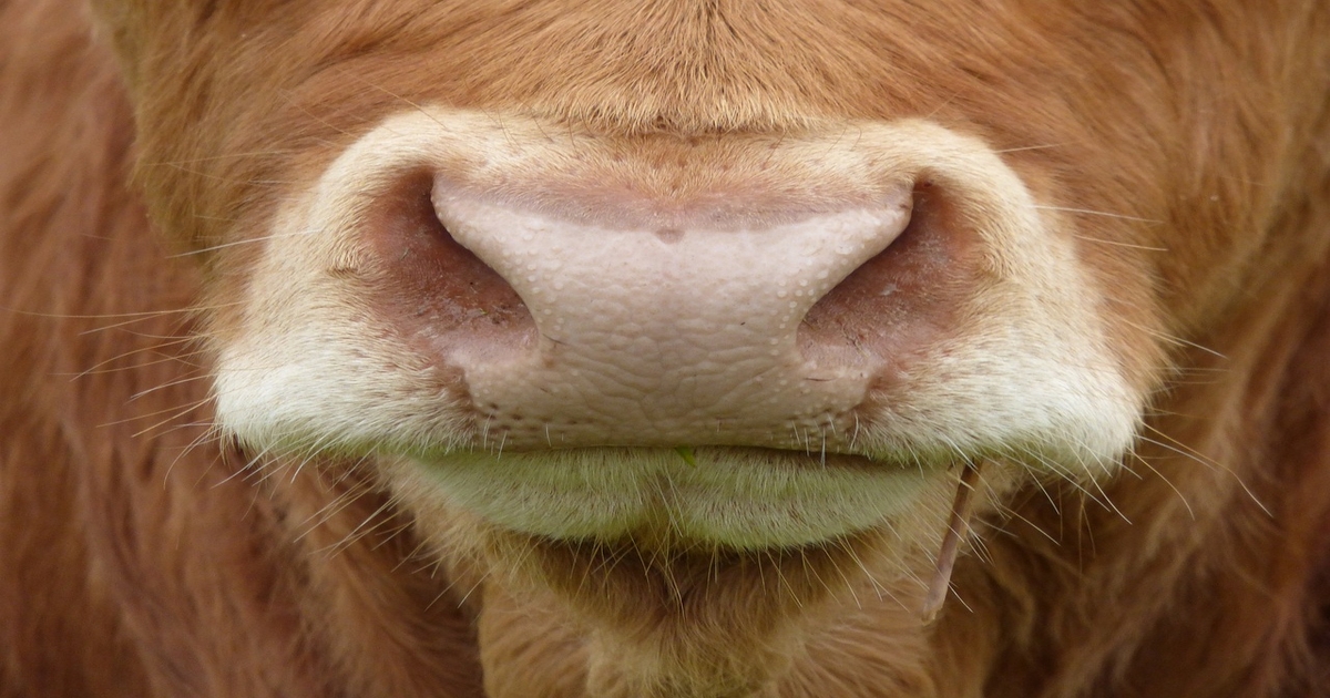 First-of-its-kind technology analyzes cow muzzles to predict illness
