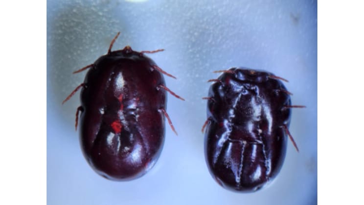 Dangerous hitchhikers: Tick-borne pathogen threats to cattle operations ...