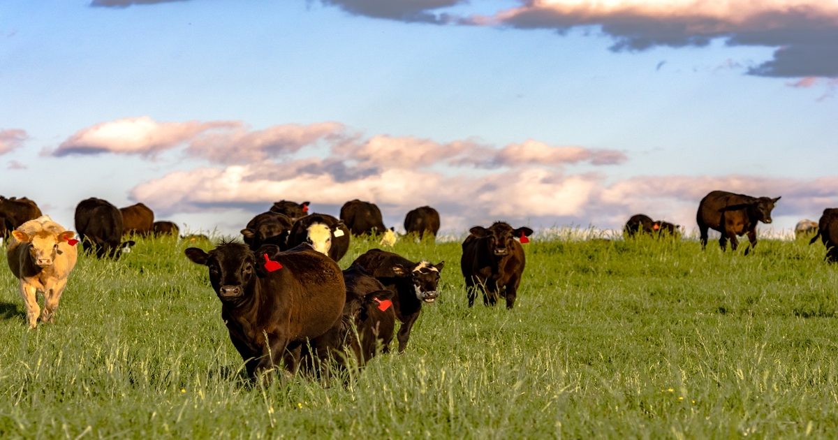 Cow-calf producers weigh options for herd replacements