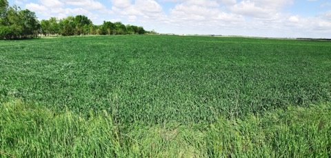 3 grazing management tips for oat fields