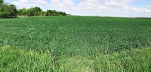 3 grazing management tips for oat fields