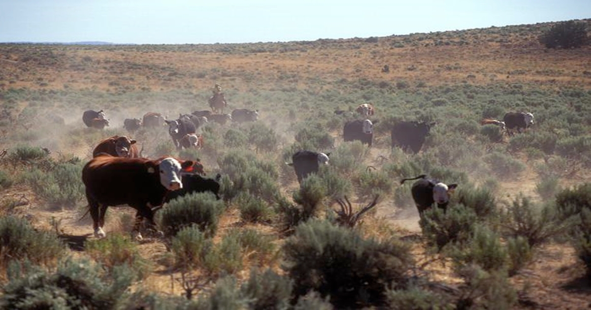 Oregon State researchers to study feeding seaweed to cattle