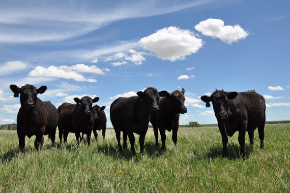 Picture Perfect Summer Grazing Scenes From Readers