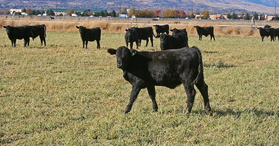 Caste Rasing Large Ruminants Understanding Bloat in Cattle: Causes, Prevention & Treatment