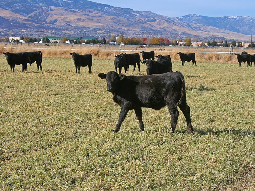 cattle in pasture at University of Nevada-Reno Main Station Field Lab