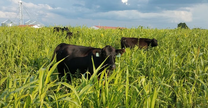 cows grazing in corn field
