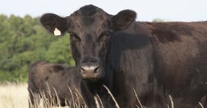 Fall is here— it’s time to move the cows