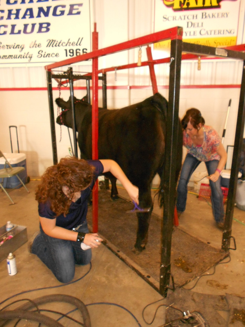 Why coaching character is more important than winning cattle shows