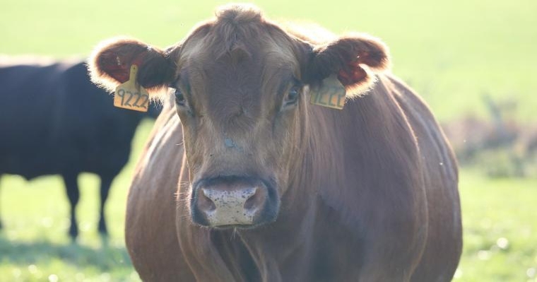 Management strategies to reduce pink eye in cattle
