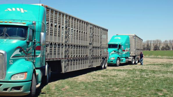 Mexican Cattle Imports Continue Sharply Lower
