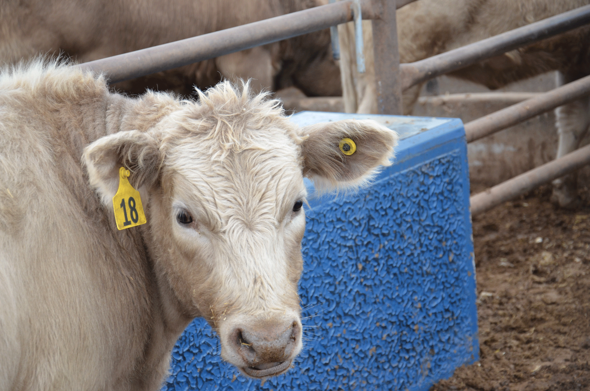 Why Are EID Cattle Ear Tags a Worthwhile Investment? - Space Coast