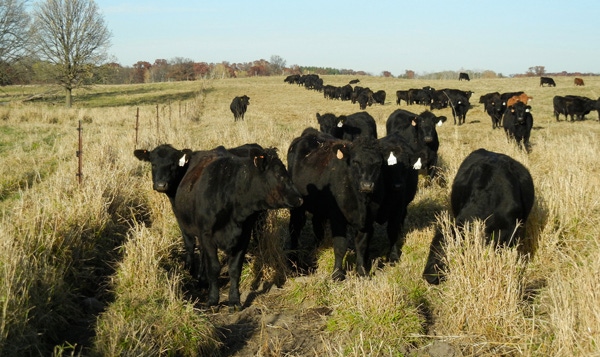Cattle eating on pasture