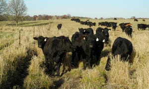 Cattle eating on pasture