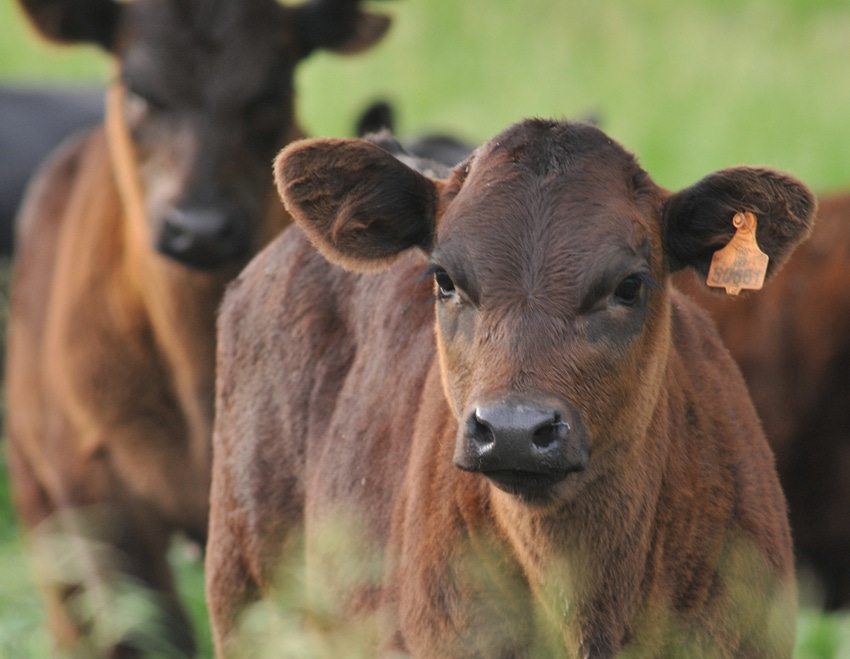 Early vaccination can help boost calf performance