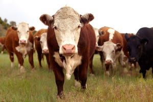 Hereford cattle.jpeg