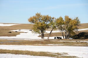 South Dakota Rancher Recounts The Lessons Of Winter Storm Atlas