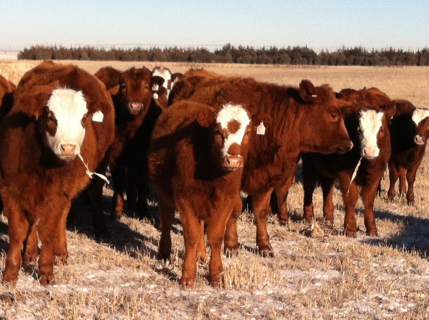 Benefits of early culling open breeding heifers Benefits of early culling open breeding heifers