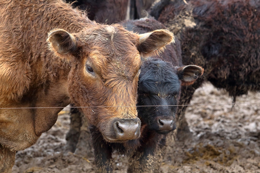 Cows on mud