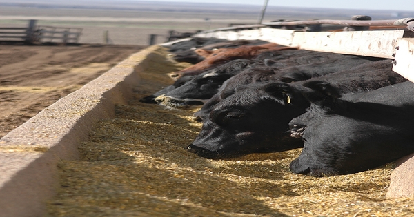 Canada approves Bovaer to reduce methane emissions from cattle