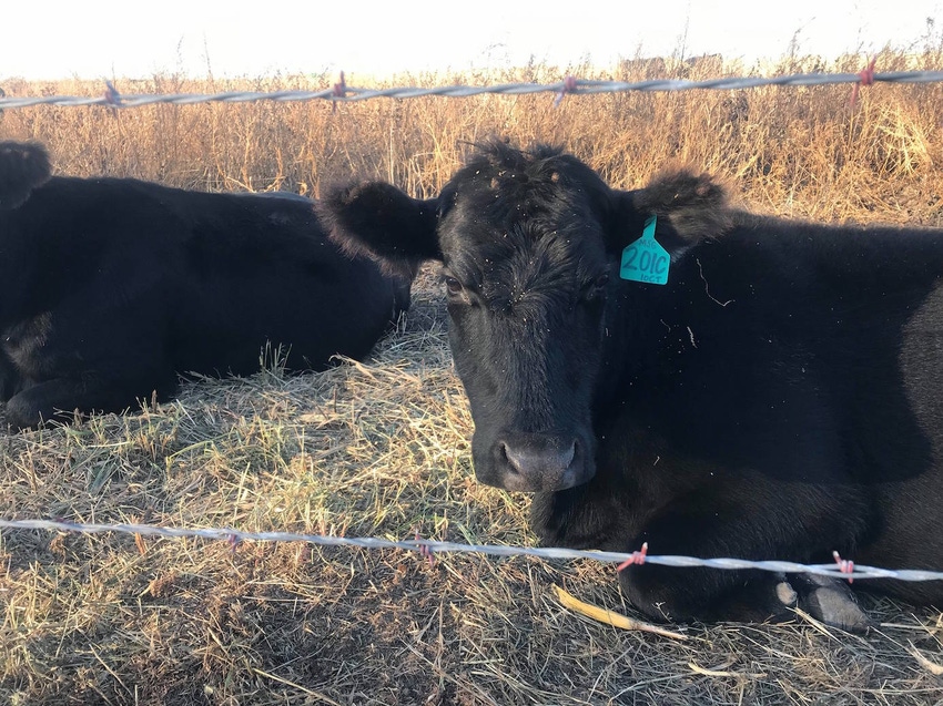 It’s time to review lease & cow-calf share agreements
