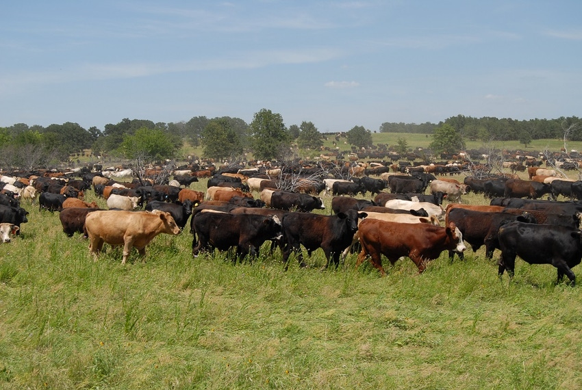 11 grazing tips learned from top grazing managers