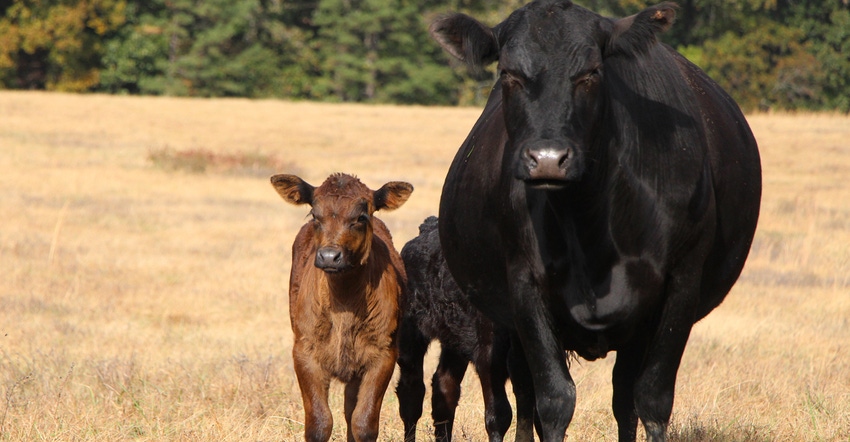 heifer and calf grazing