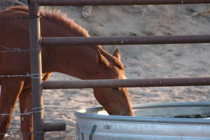 Concern Grows In Texas Over Growing VS Cases In Horses
