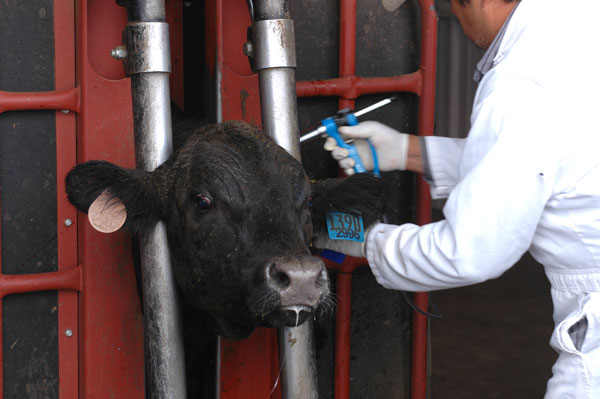 Pre-Arrival Management Important To Feedyards Pre-Arrival Management Important To Feedyards