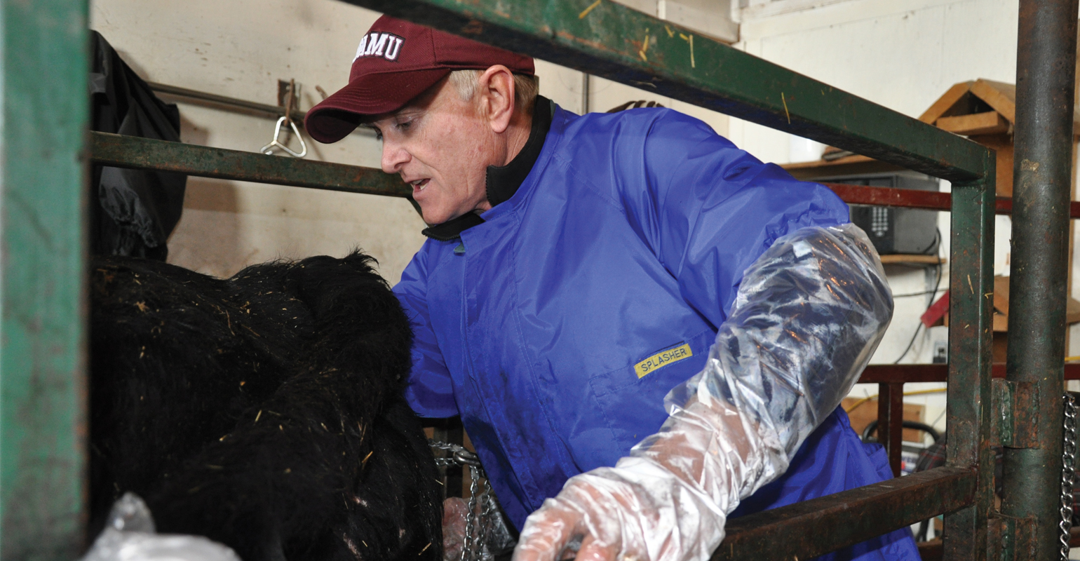 Basic care ensures calving success