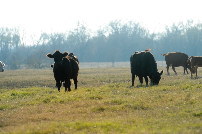 3 tips for being a better pasture manager