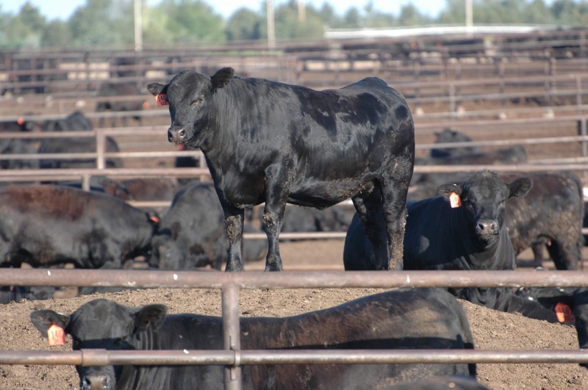 Is genetic testing viable for cattle feeders?