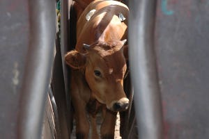 Survey Shows Feedlots Dedicated To Calm Handling Of Cattle