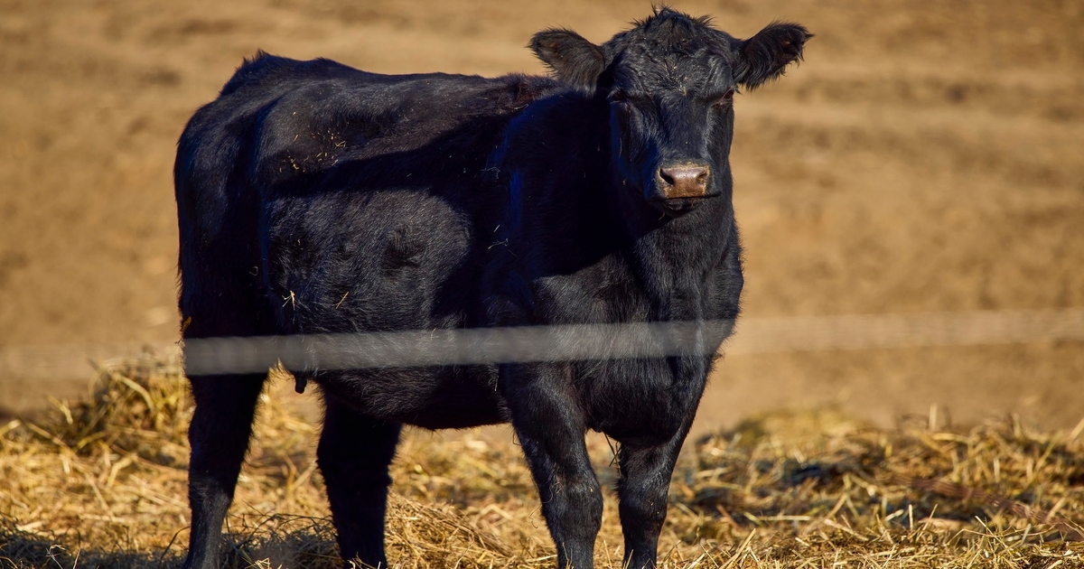 Slow-moving feedlot dynamics in the cattle markets