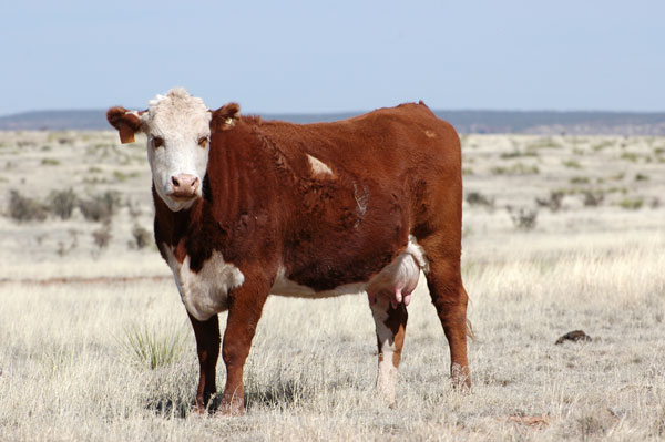 71% Of Beef Cows In States With Lowest Pasture Conditions