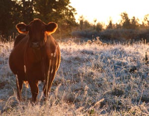 As spring calving approaches, essential to analyze BCS, adjust diets