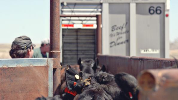 Beware the big spread in fed cattle and retail beef