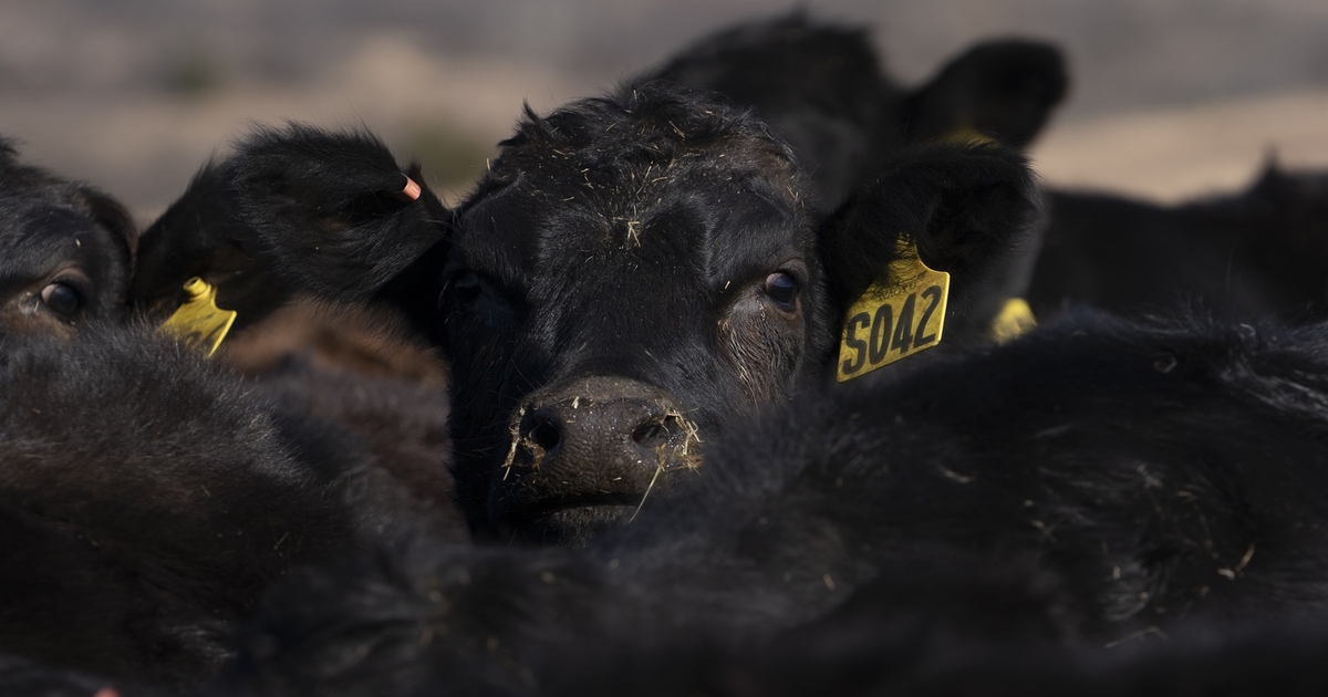 Cattle futures plunge on Trump’s calls for lower U.S. beef prices