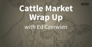Feeder cattle prices rebound