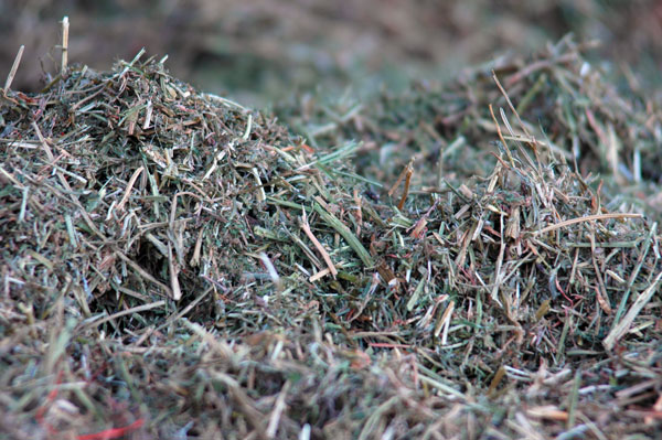 Why you need to test the hay you feed your cattle