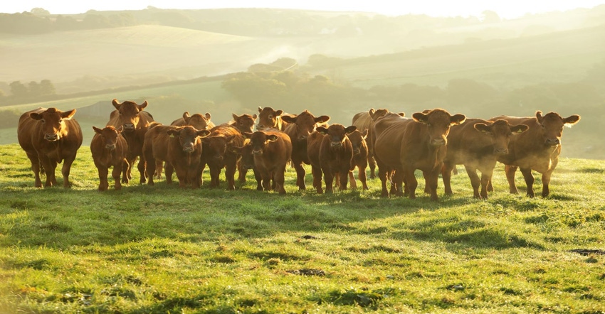 5-17-22 cattle on pasture GettyImages-660351874 (1).jpg