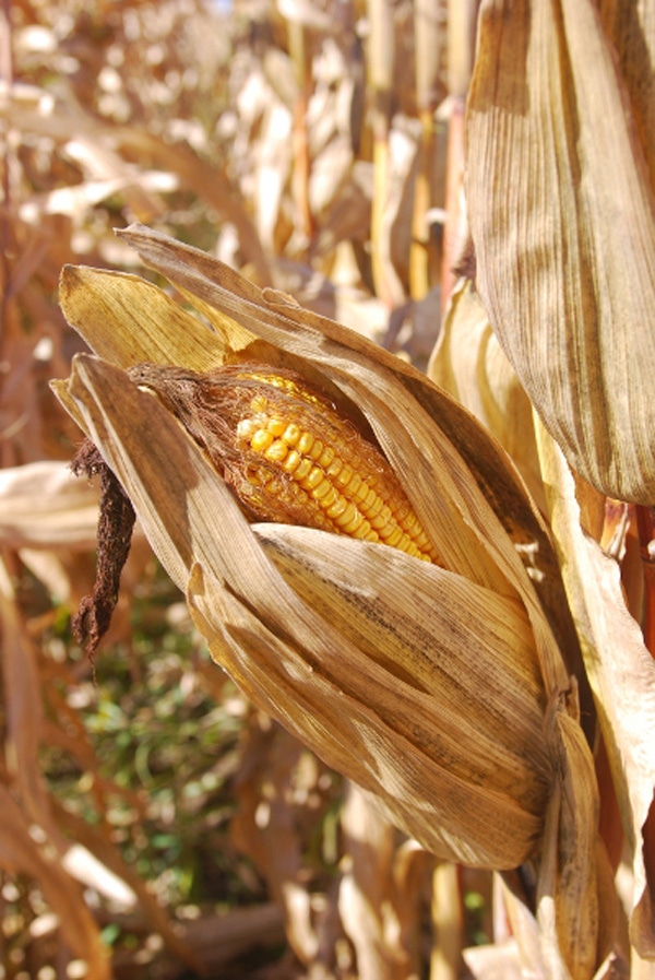 Grain Markets To Remain Volatile