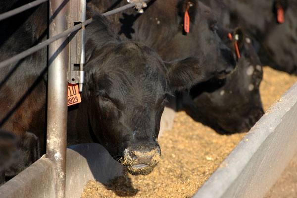 FDA Ruling On Antibiotic Use Is Good For Producers FDA Ruling On Antibiotic Use Is Good For Producers