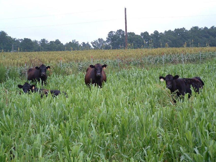 Building a case for increased diversity & more cattle Building a case for increased diversity & more cattle